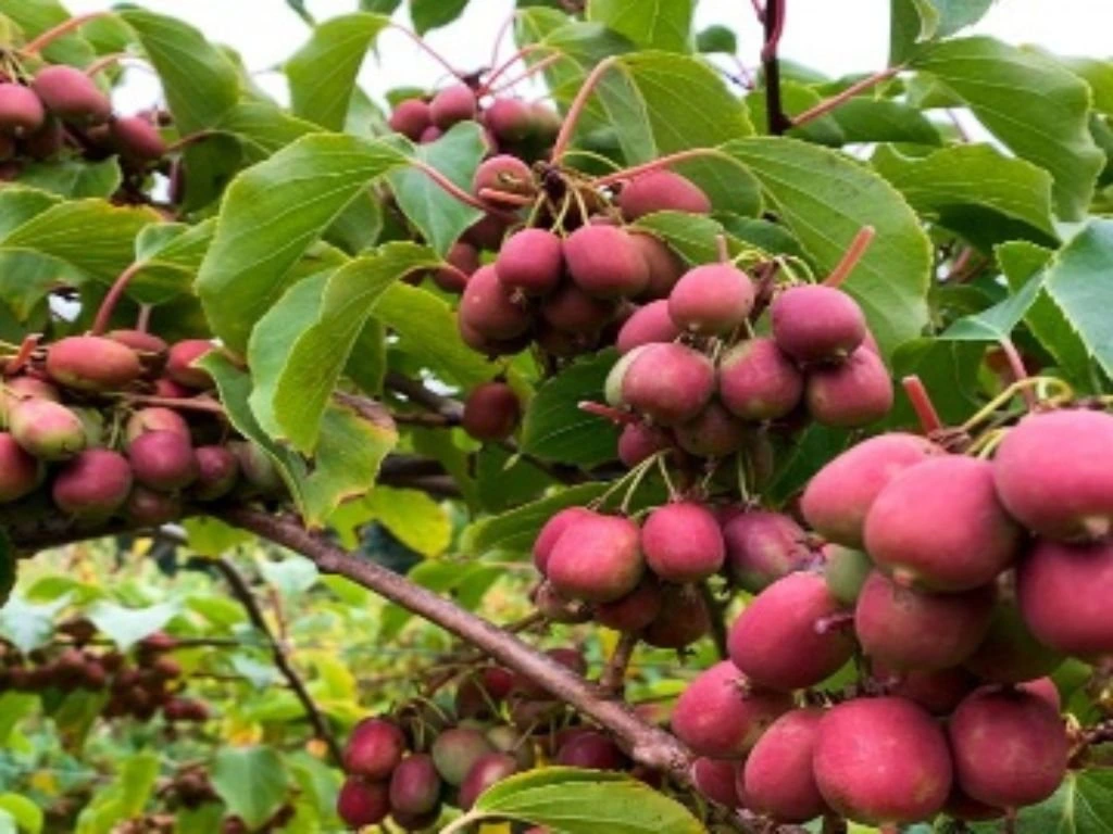 Mini kiwi Ananasnaya, výška 20–40 cm, květináč 9 cm