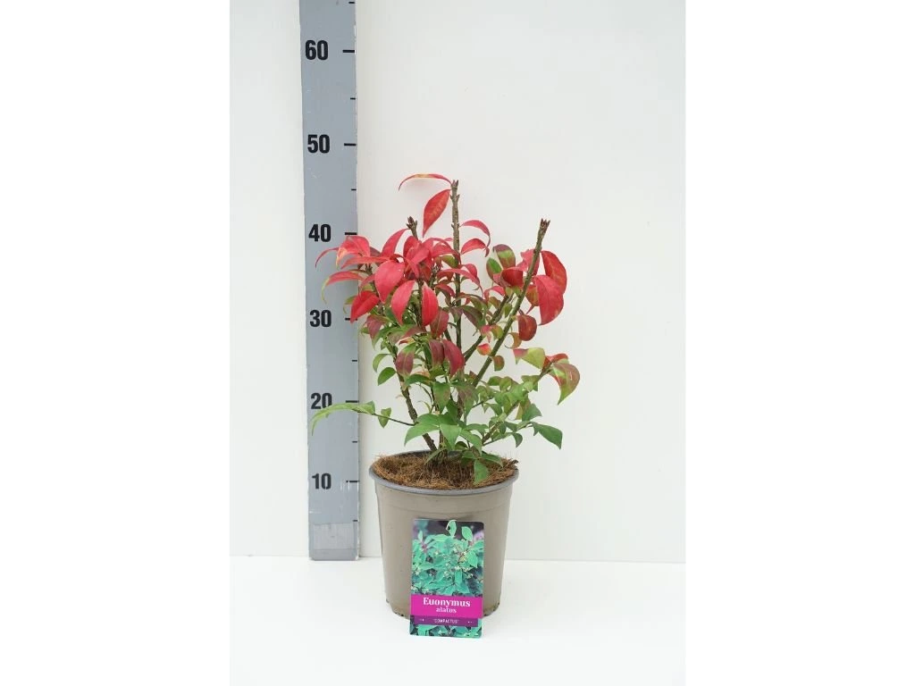 Brslen křídlatý Compactus, výška 30–50 cm, květináč 17 cm