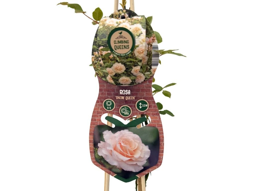 Růže popínavá Snow Queen, výška 50–60 cm, květináč 1,5 l