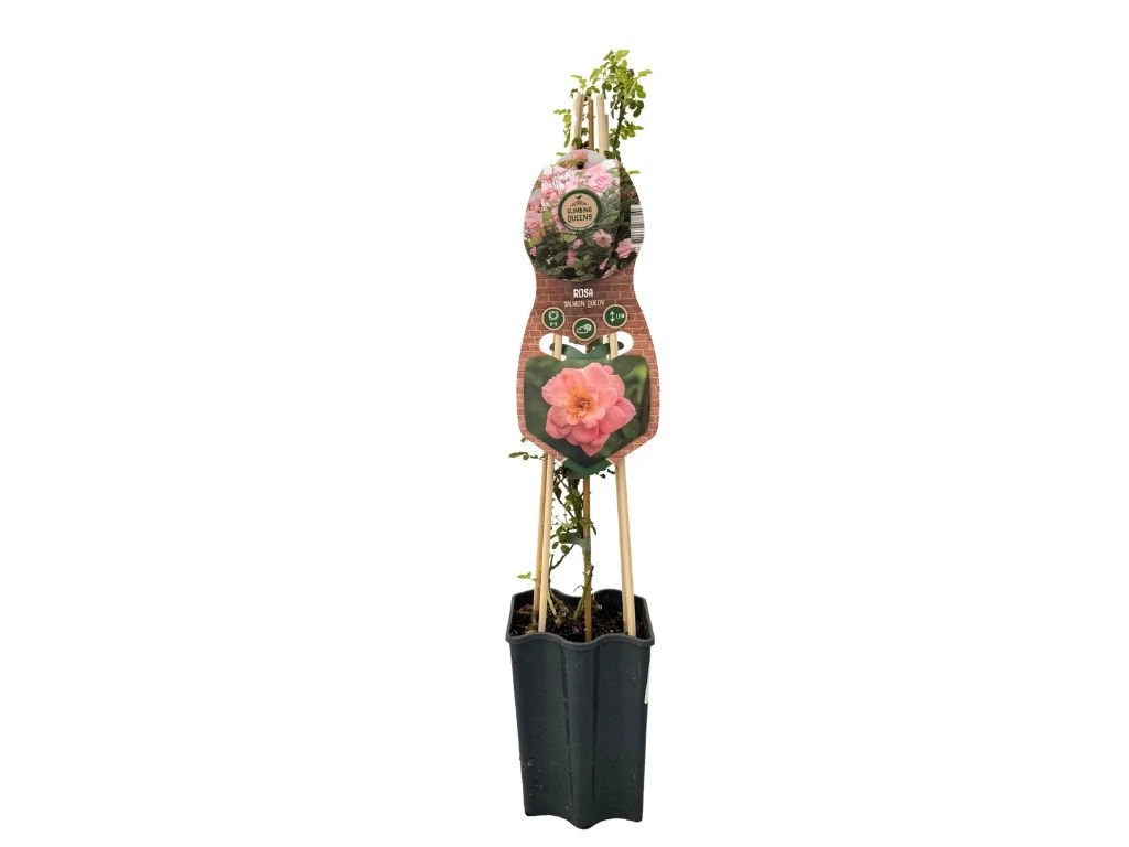 Růže popínavá Salmon Queen, výška 50–60 cm, květináč 1,5 l