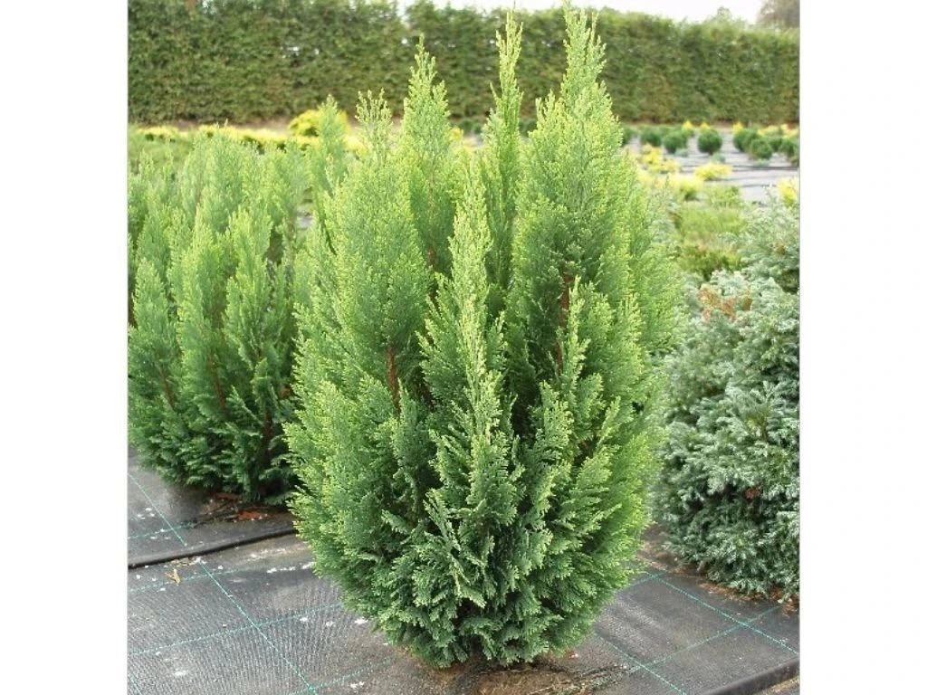 Cypřišek Lawsonův Ellwoodii Empire, výška 50–60 cm, květináč 19 cm