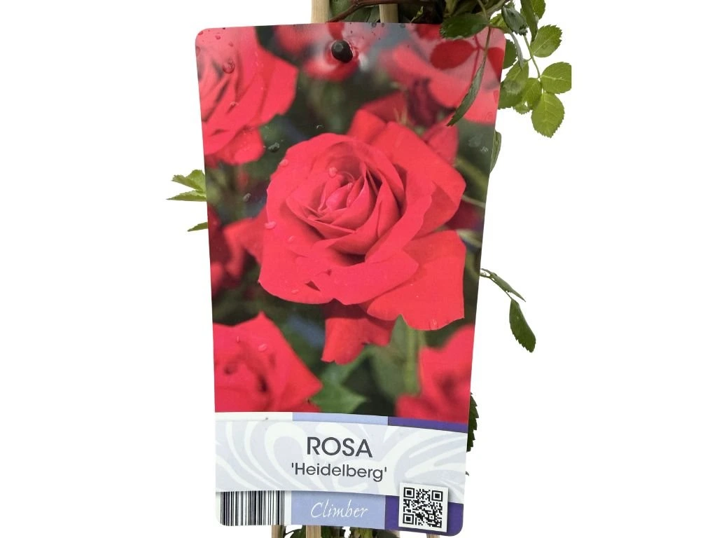 Růže popínavá Heidelberg, výška 50–60 cm, květináč 17 cm