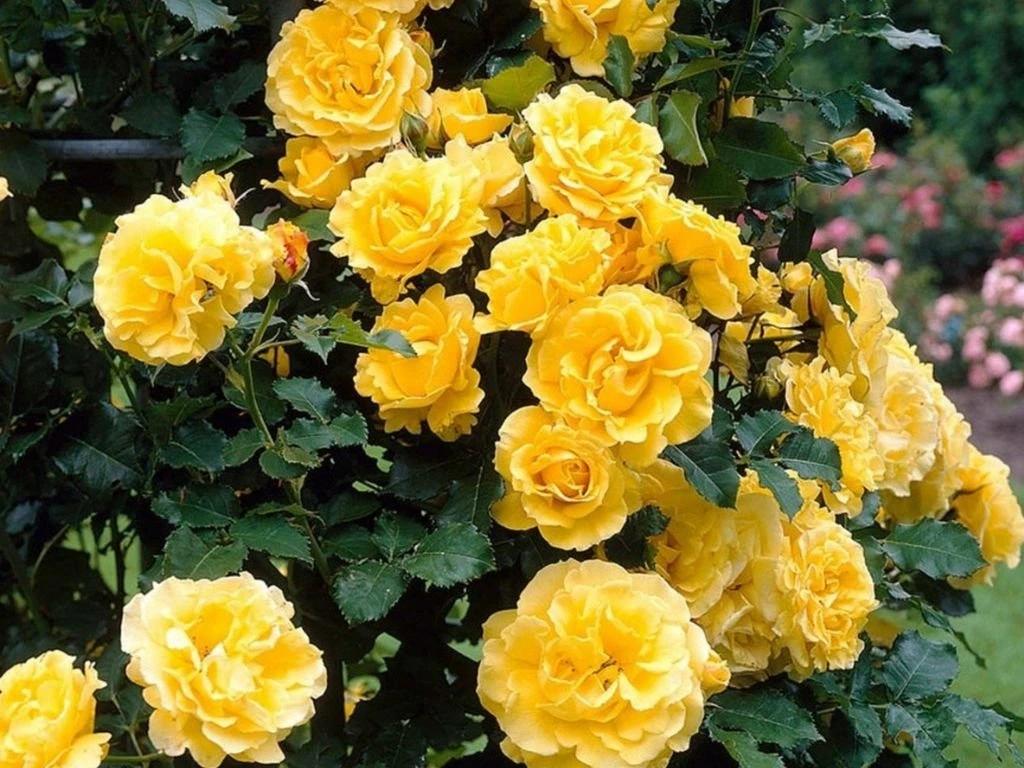 Růže popínavá Golden Climber, výška 50–60 cm, květináč 17 cm