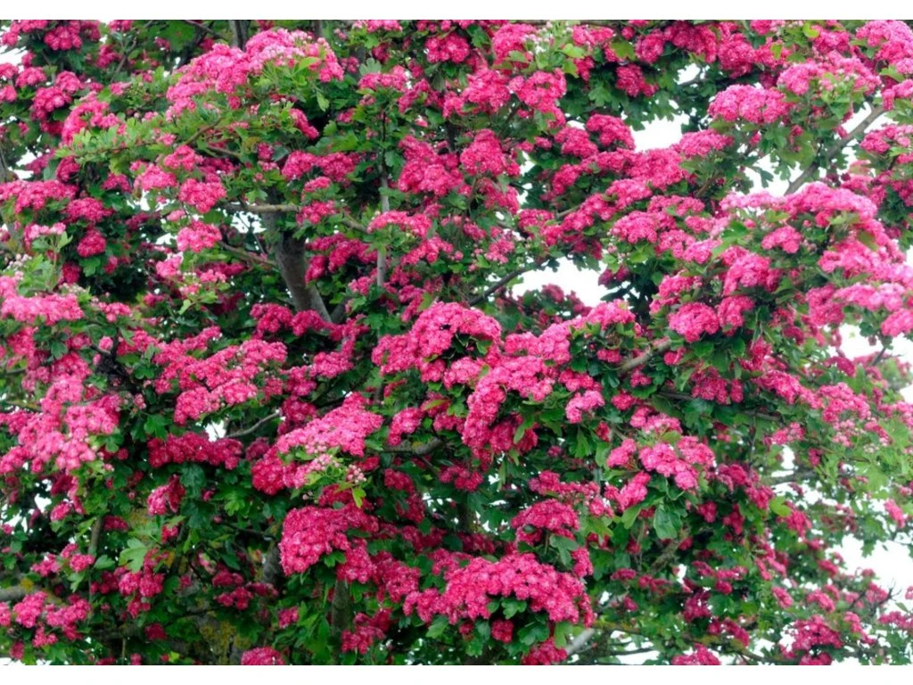 Hloh prostřední Pauls Scarlet, výška 50–80 cm, květináč 23 cm