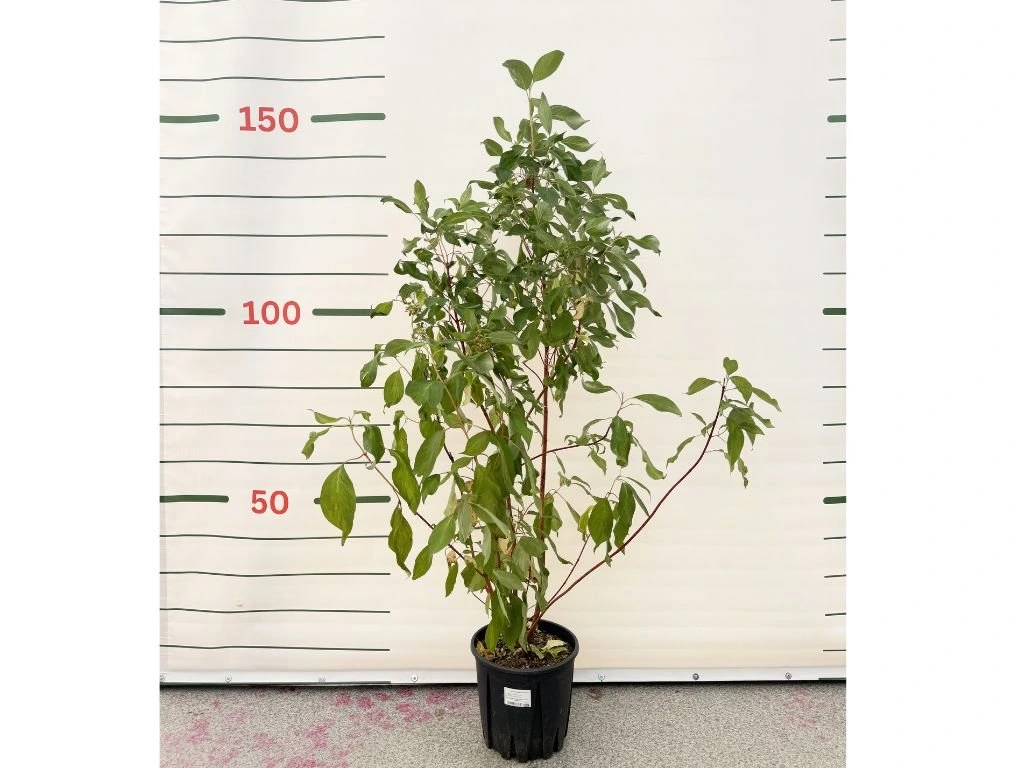 Drieň biely Baton Rouge, výška 90–120 cm, kvetináč 10 l