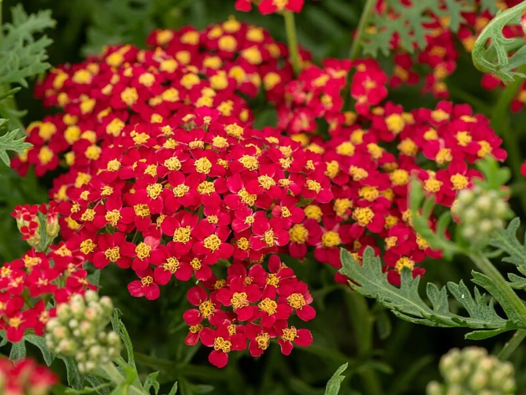 Řebříček Paprika, květináč 9 cm