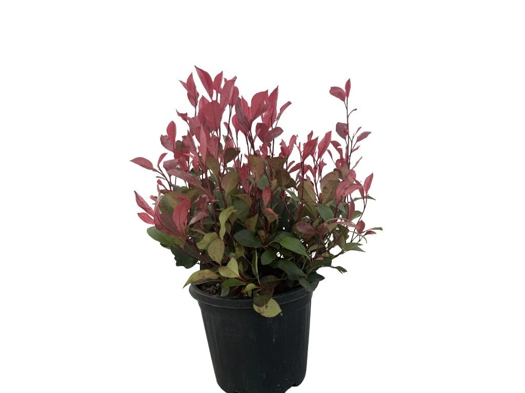 Blýskavka Fraserova Chico, výška 30–50 cm, květináč 5 l