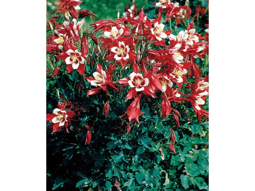 Orlíček obecný Crimson Star, květináč 11 cm