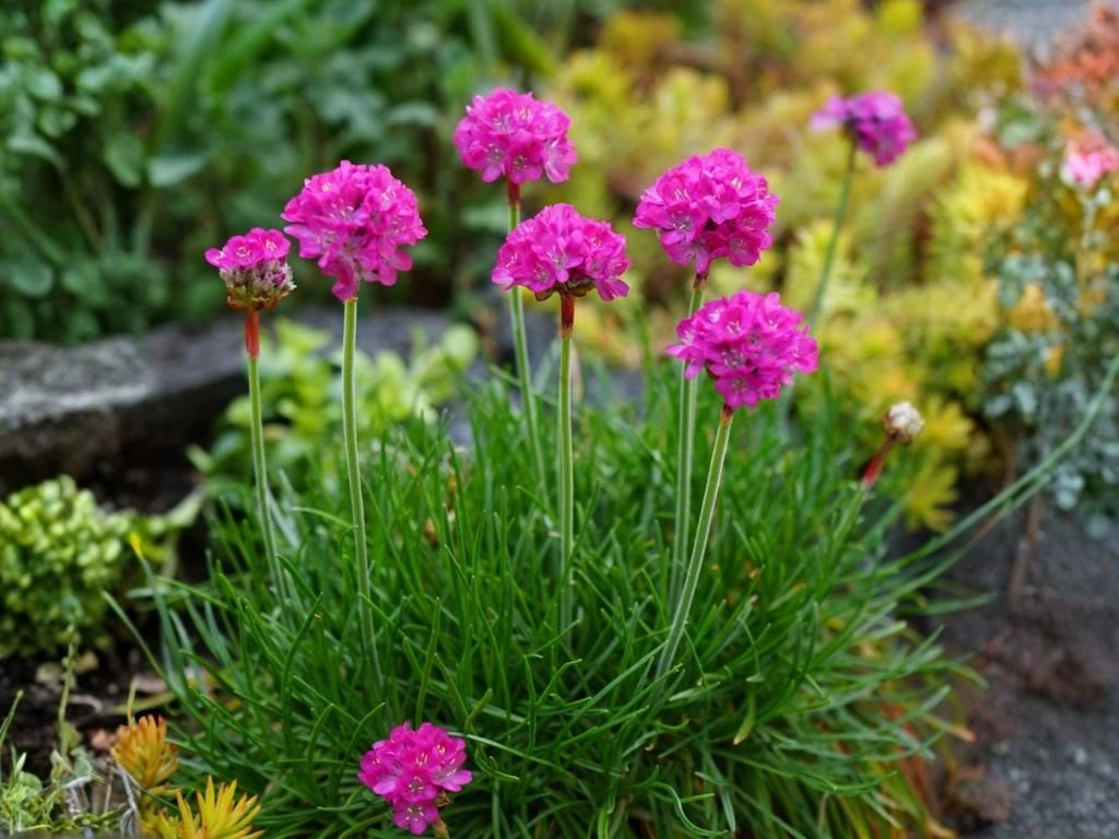 Trávnička přímořská Armada Pink, květináč 9 cm