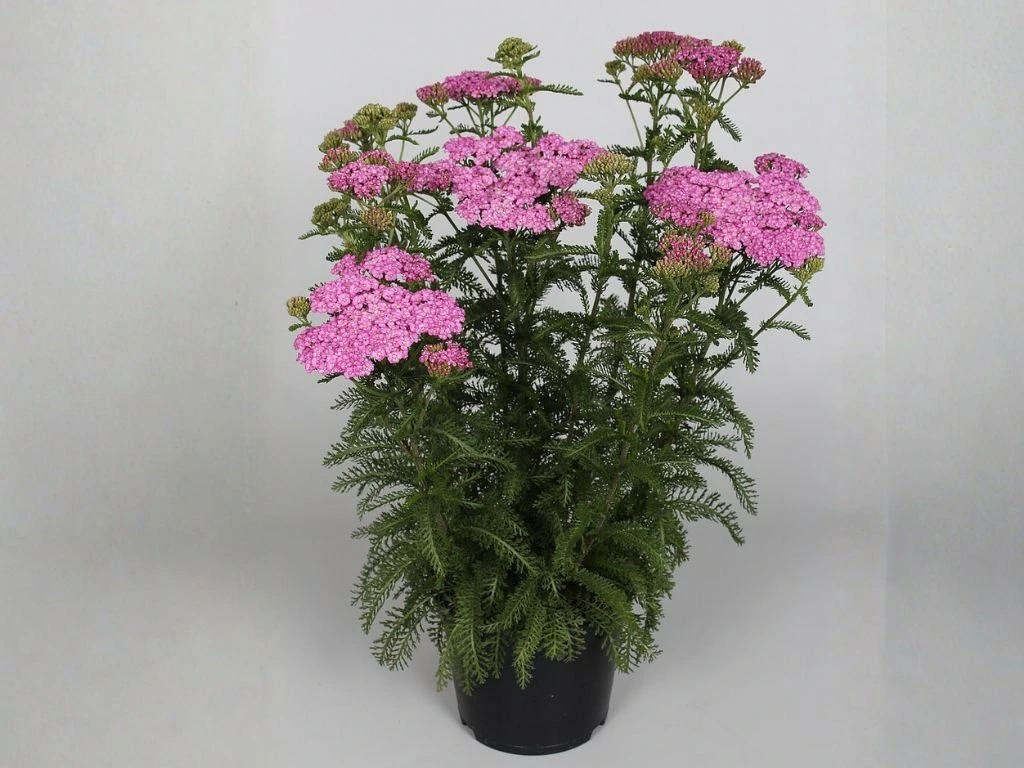 Řebříček Appleblossom, květináč 9 cm