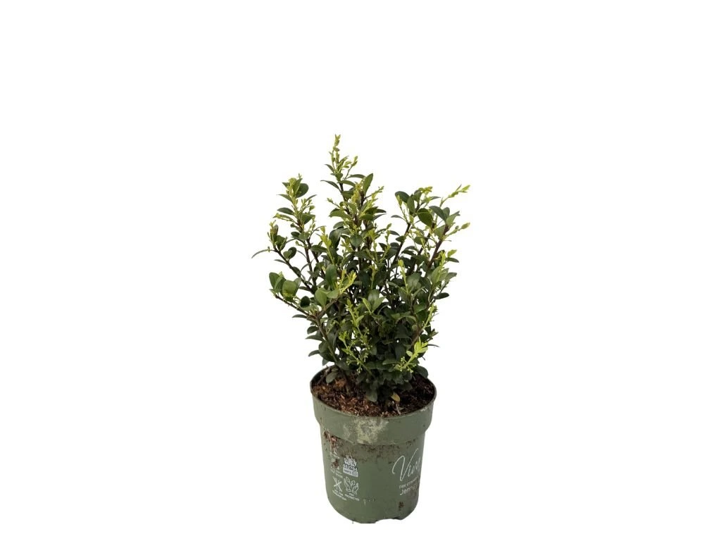 Cesmína vroubkovaná Jenny, výška 20–30 cm, květináč 10 cm