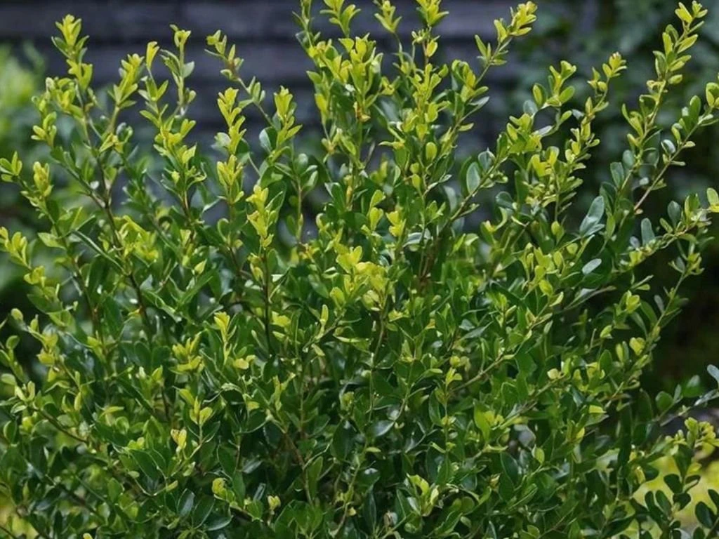Cesmína vroubkovaná Jenny, výška 20–30 cm, květináč 10 cm