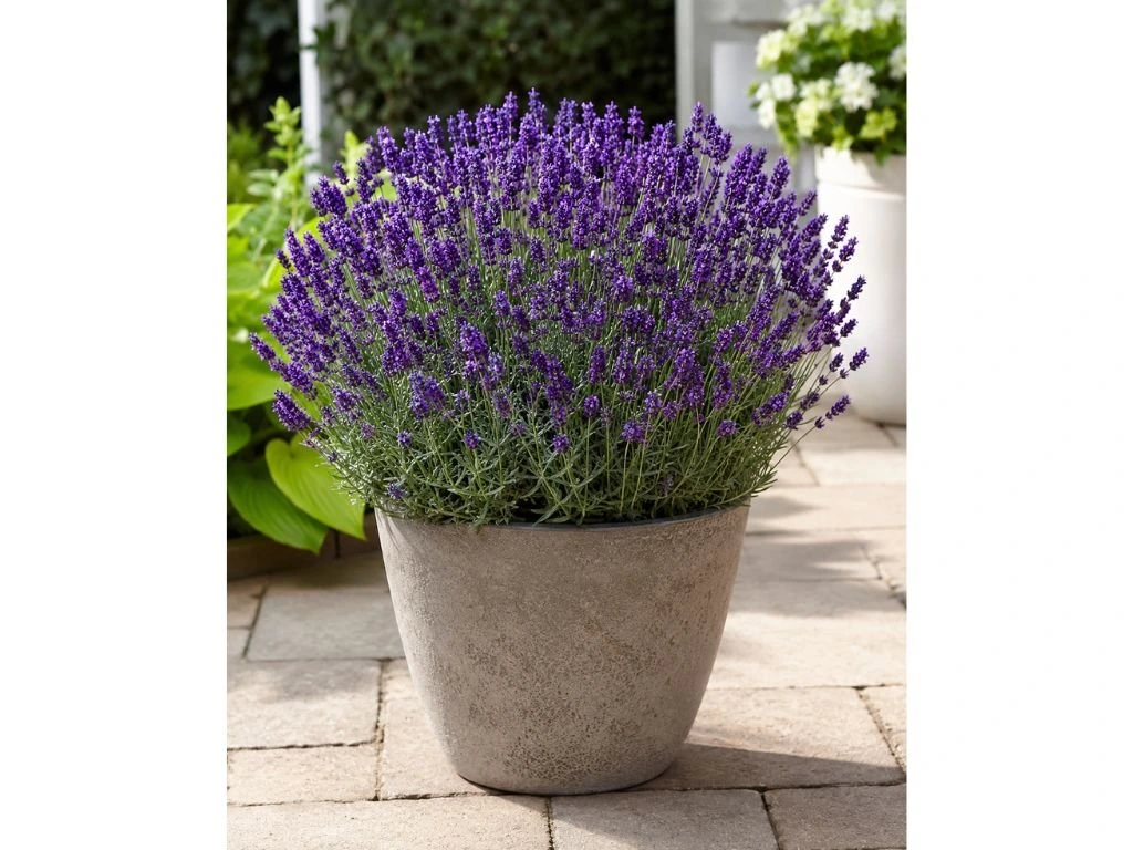 Levandule úzkolistá Dwarf Blue, květináč 9 cm