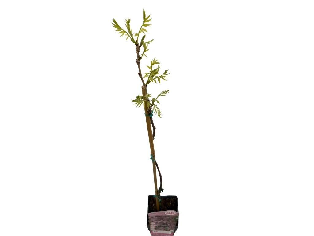 Vistárie květnatá Rosea, výška 50–70 cm, květináč 15 cm