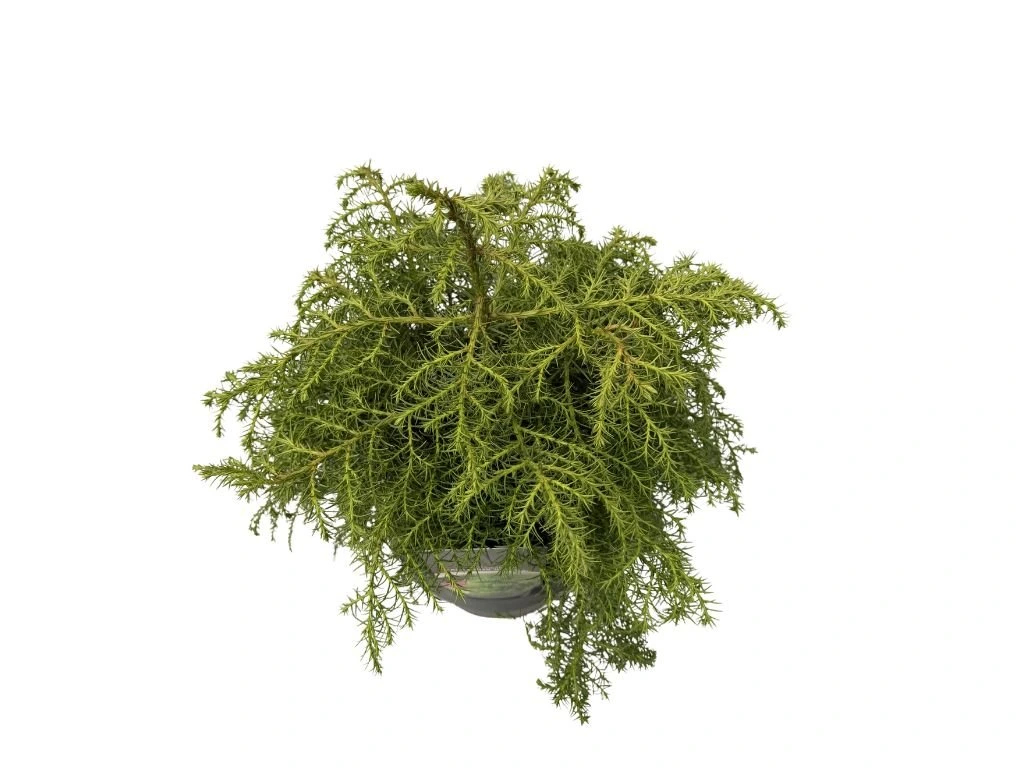 Kryptomerie japonská Elegans Viridis, výška 40–50 cm, květináč 23 cm