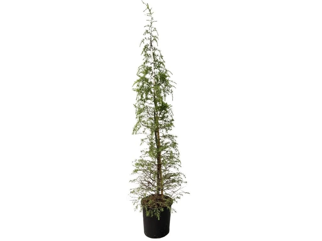 Cedr himálajský, výška 160–200 cm, květináč 25 l