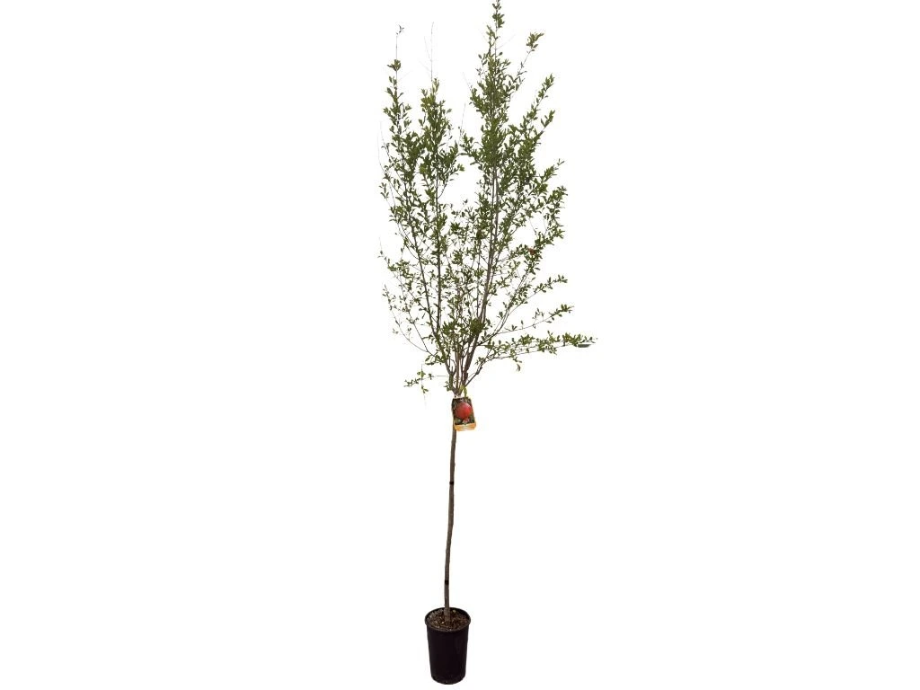 Granátovník punský Mollar de Elche na 90–100 cm kmínku, výška 170–200 cm, květináč 6 l