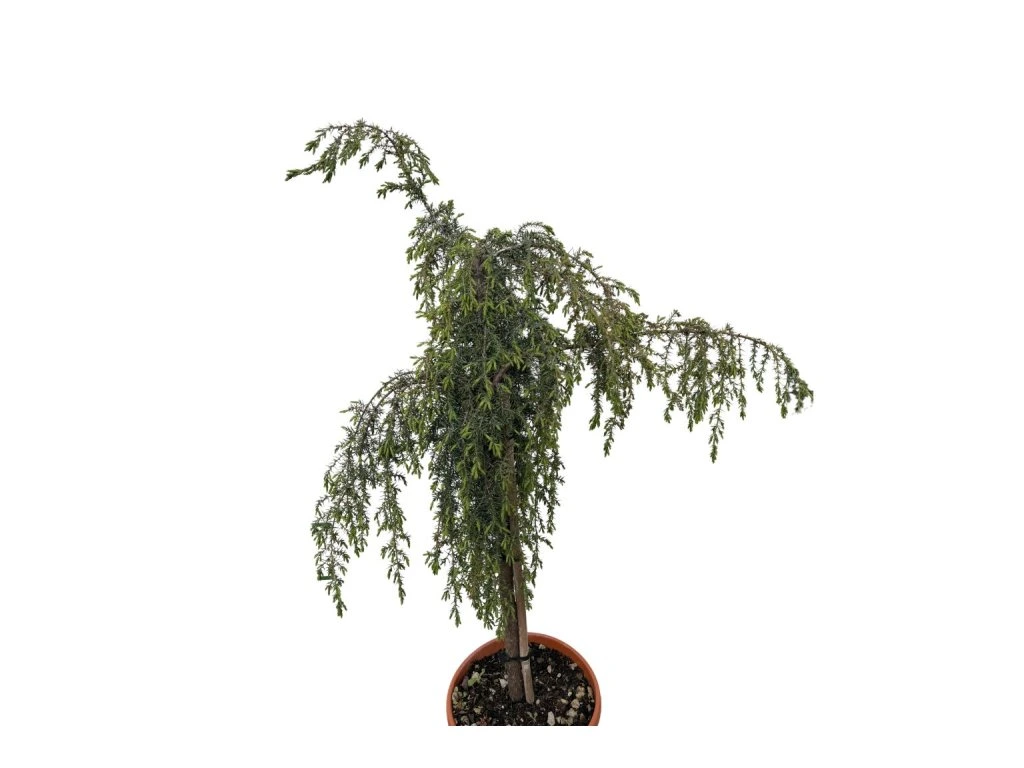 Jalovec obecný Oblonga Pendula na kmínku, výška 50–60 cm, květináč 5 l