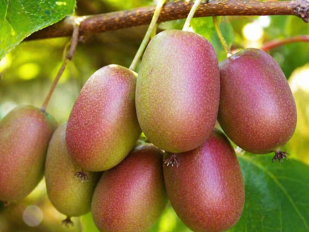 Mini kiwi Ananasnaya, výška 20–40 cm, květináč 9 cm