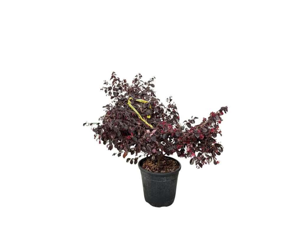 Vilín čínský Black Pearl, výška 30–50 cm, květináč 9 l