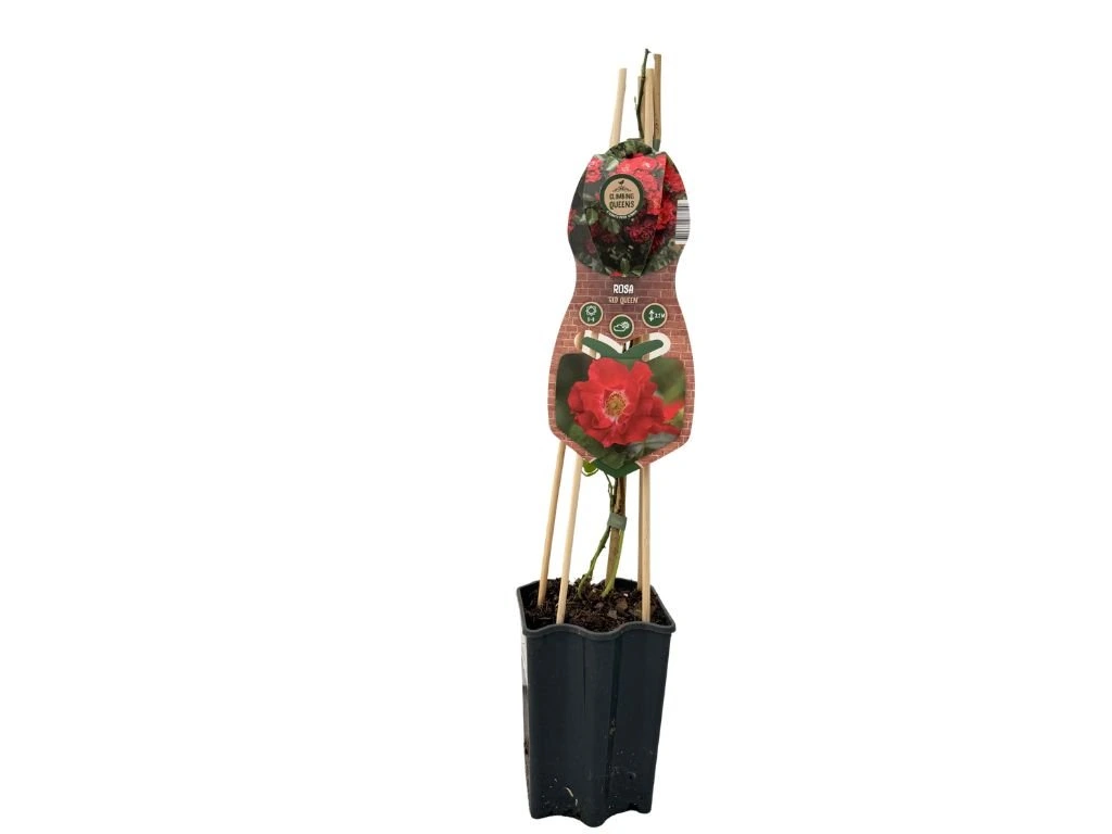Růže popínavá Red Queen, výška 50–60 cm, květináč 1,5 l