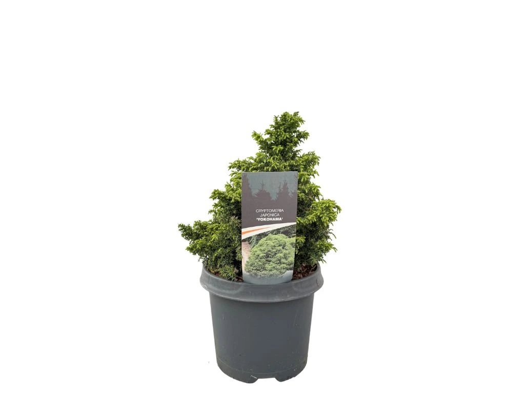 Kryptomerie japonská Yokohama, výška 20–30 cm, květináč 19 cm