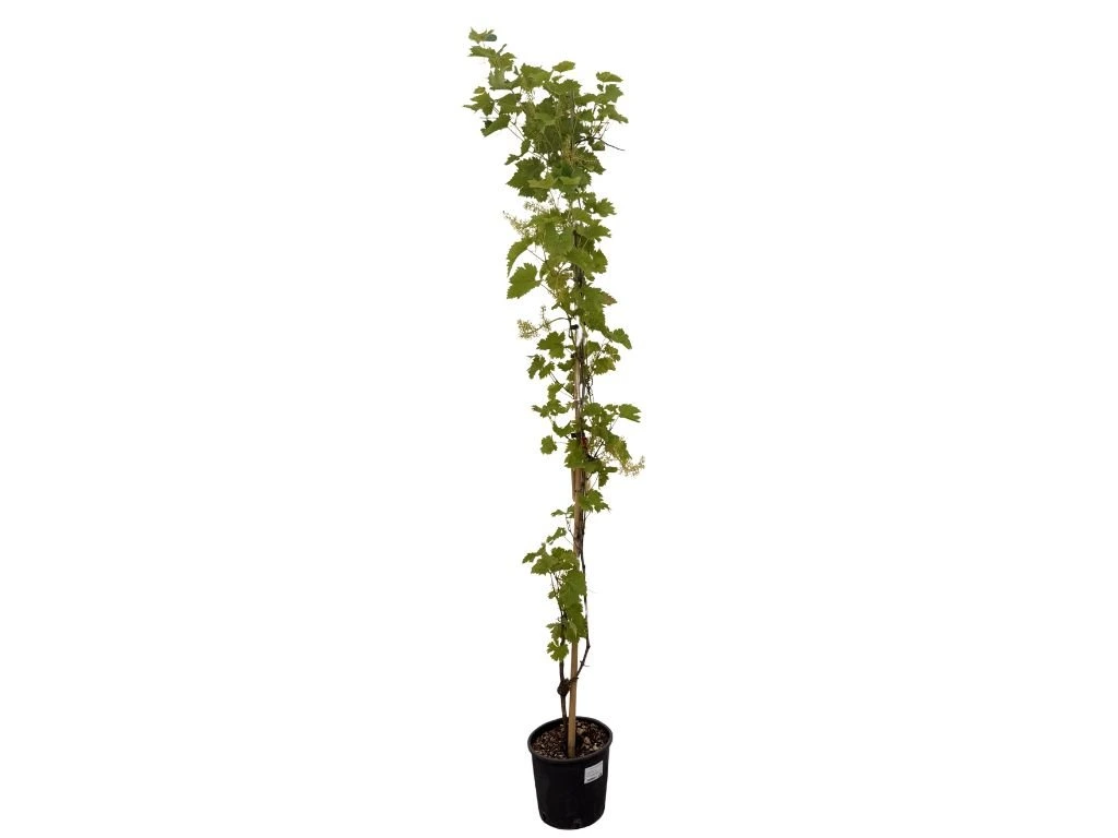 Réva vinná stolní Isabella, vyvázaná, výška 150–175 cm, květináč 5 l