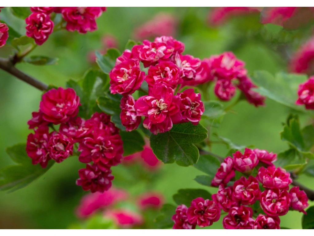 Hloh prostřední Pauls Scarlet, výška 50–80 cm, květináč 23 cm