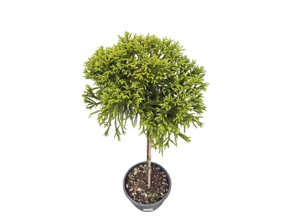Kryptomerie japonská Globosa Nana na kmínku 40–50 cm, výška 80–100 cm, květináč 30 l