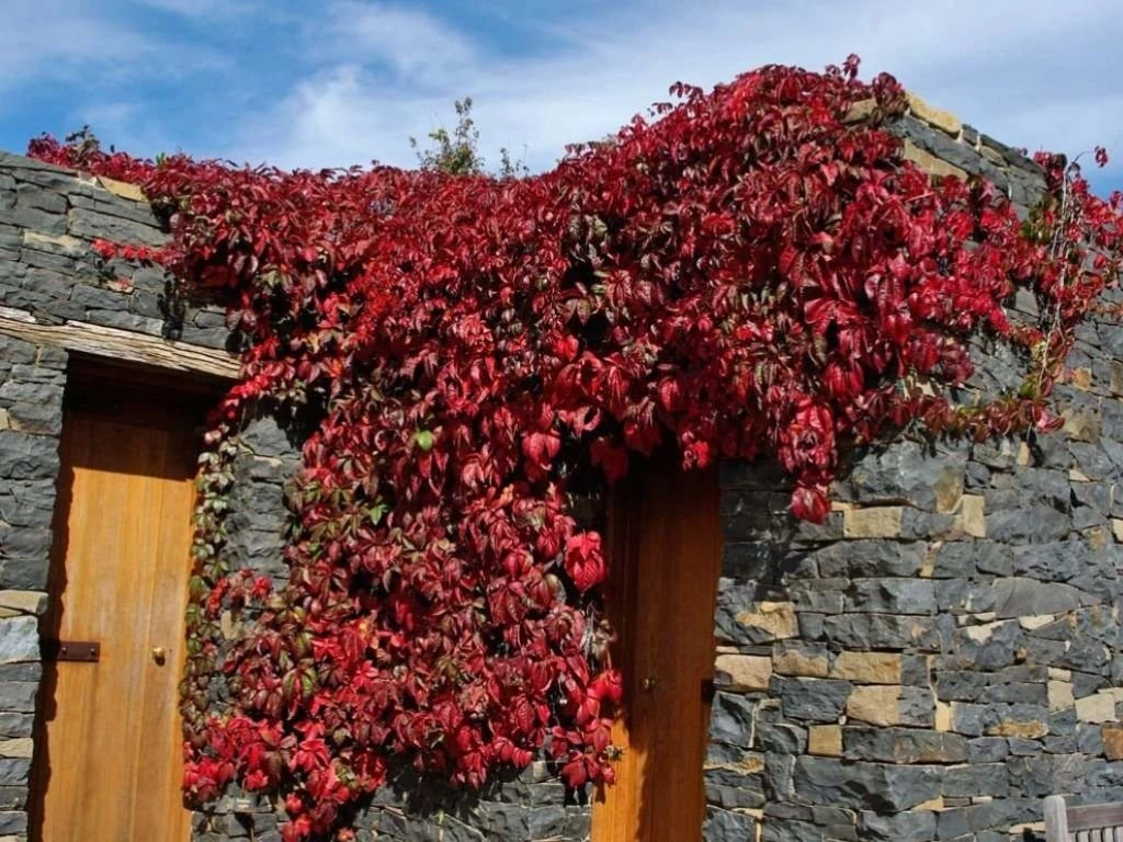 Přísavník pětilistý Engelmannii, výška 40–70 cm, květináč 1,5 l