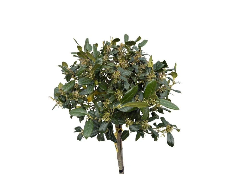 Cesmína meserveae Nellie R. Stevens na kmínku 70–80 cm, výška 110–130 cm, květináč 18 l