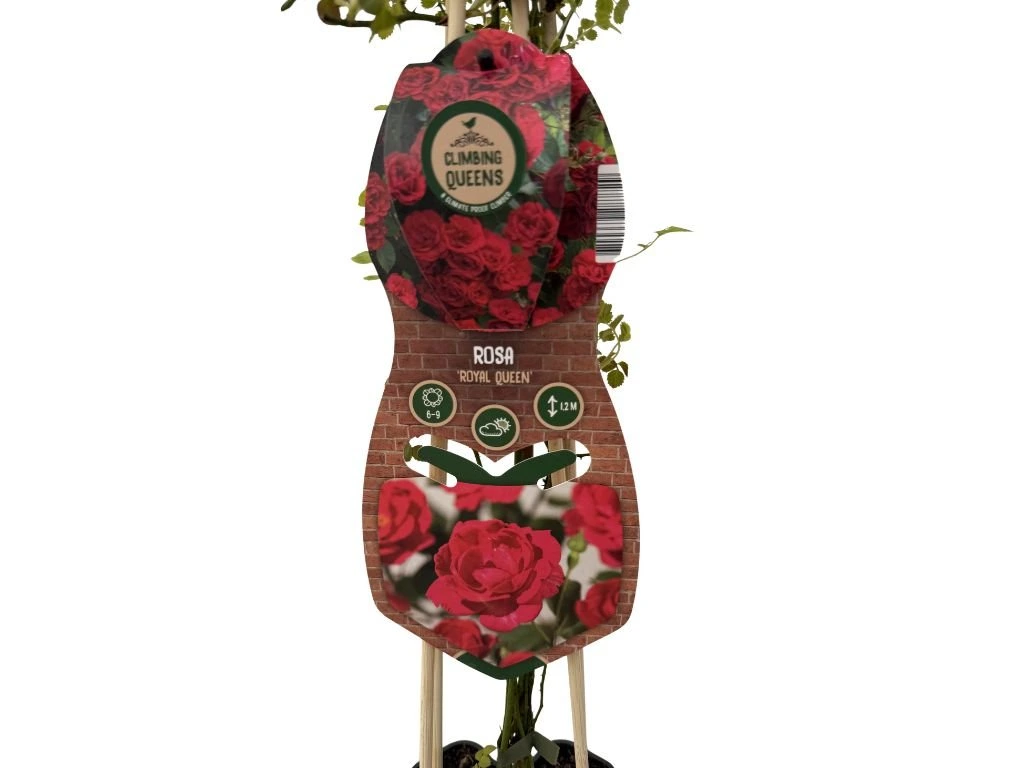 Růže popínavá Royal Queen, výška 50–60 cm, květináč 1,5 l