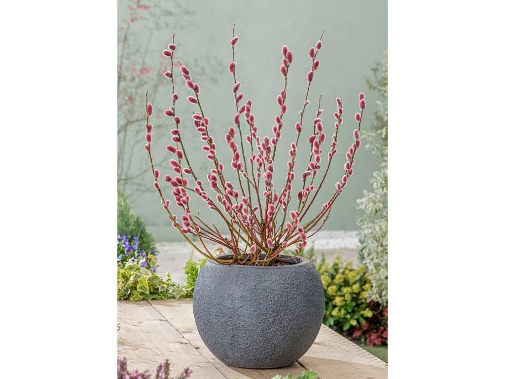 Vrba štíhlopestíková Mount Aso, výška 20–40 cm, květináč 12 cm