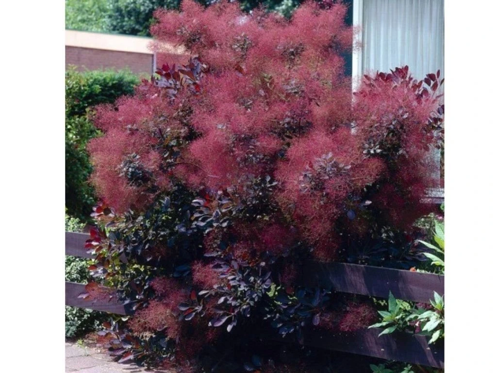 Ruj vlasatá Royal Purple, výška 20–40 cm, květináč 17 cm