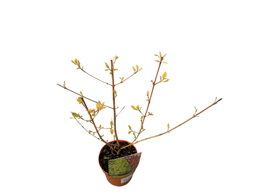 Svída krvavá Midwinter Fire, výška 30–40 cm, květináč 14 cm