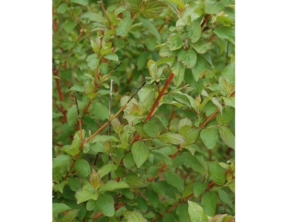 Svída krvavá Midwinter Fire, výška 30–40 cm, květináč 14 cm