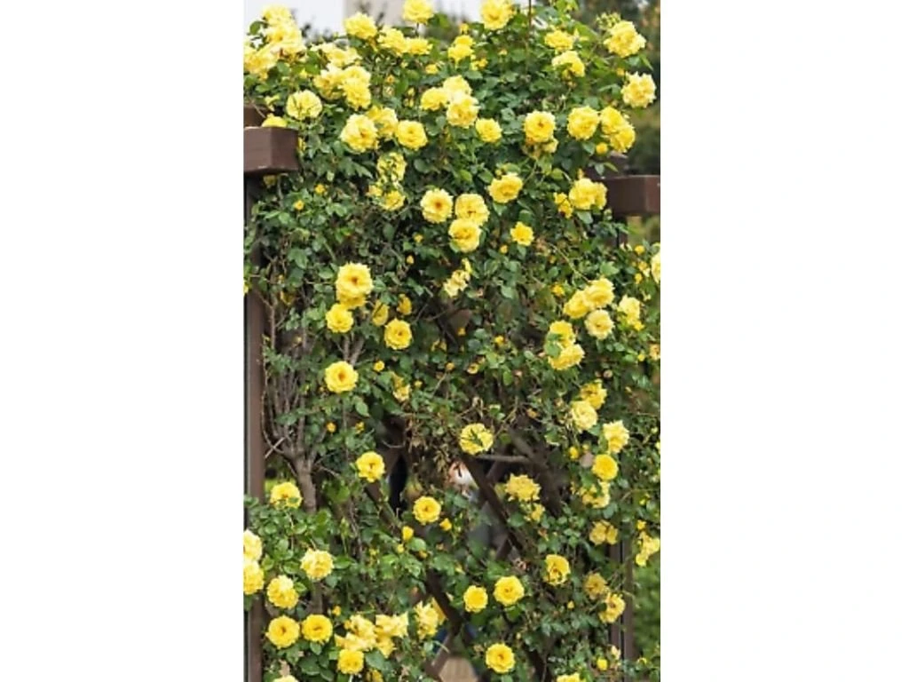 Růže popínavá Golden Climber, výška 50–60 cm, květináč 17 cm