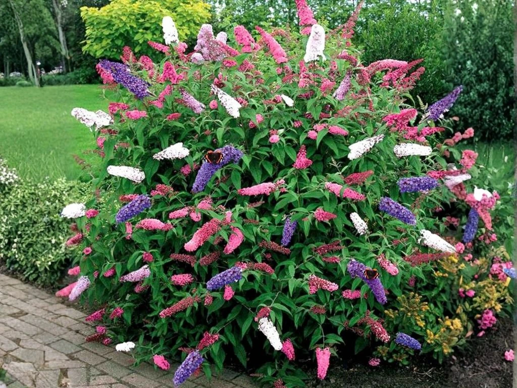 Komule Davidova Tricolor, výška 30–50 cm, květináč 19 cm