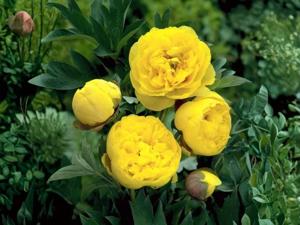Pivoňka hybridní Itoh Yellow Crown, květináč 1,5 l