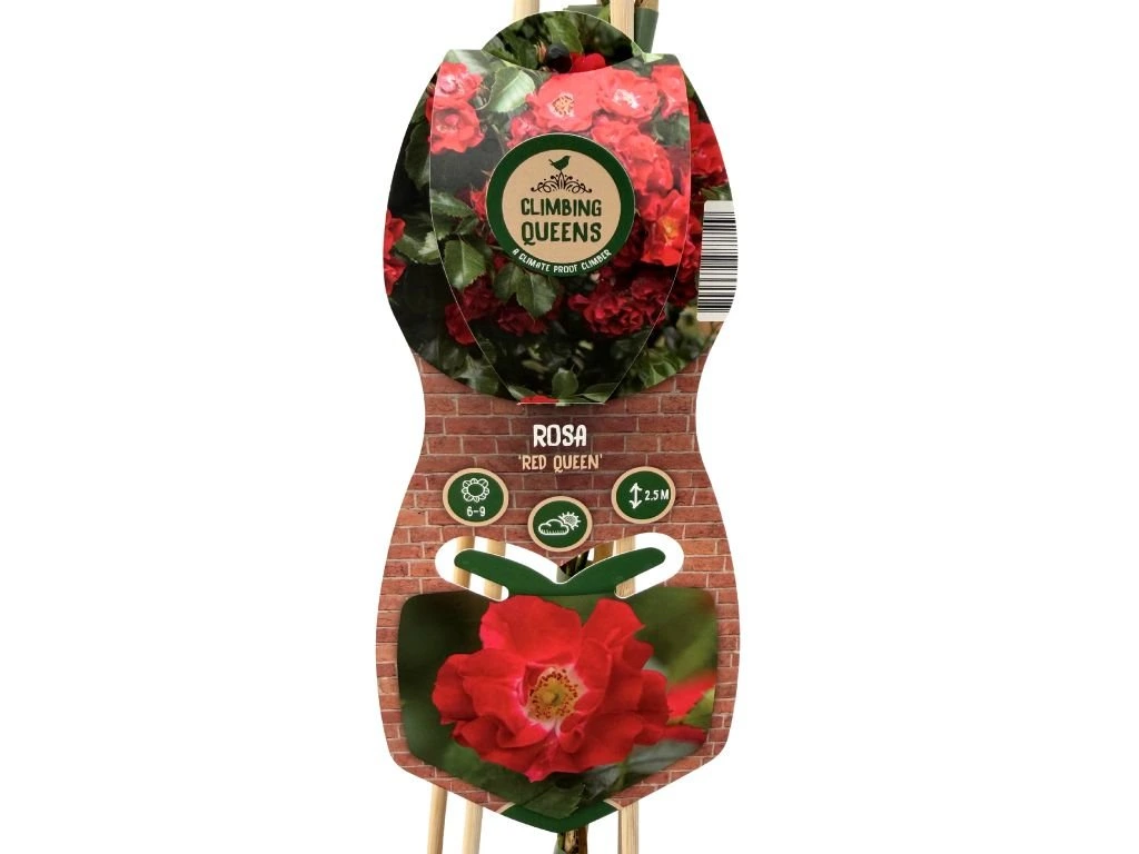 Růže popínavá Red Queen, výška 50–60 cm, květináč 1,5 l