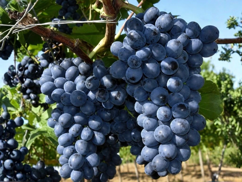 Réva vinná stolní Isabella, vyvázaná, výška 150–175 cm, květináč 5 l