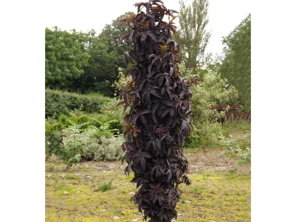 Bez černý Black Tower, výška 20–40 cm, květináč 2 l