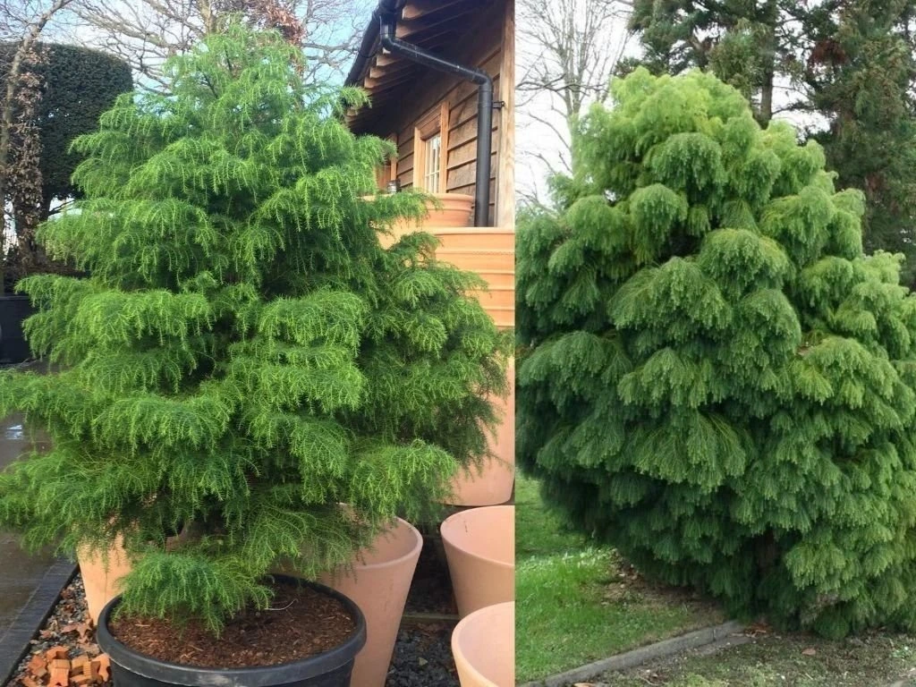 Kryptomerie japonská Elegans Viridis, výška 40–50 cm, květináč 23 cm