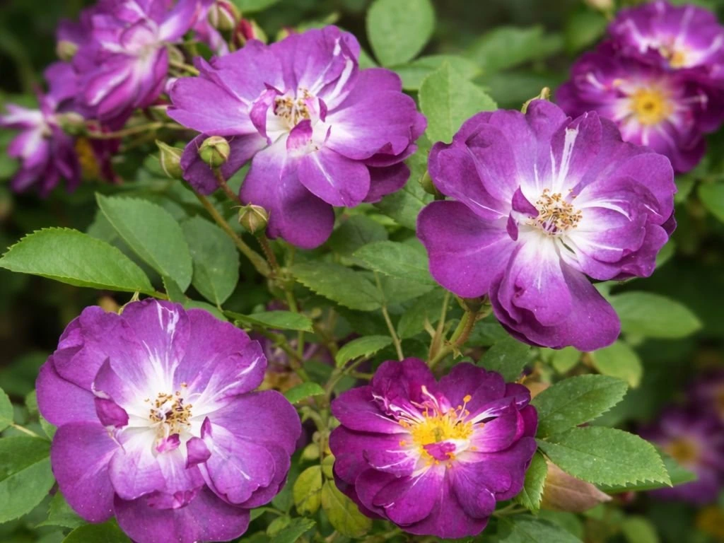 Růže popínavá Veilchenblau, výška 50–60 cm, květináč 17 cm