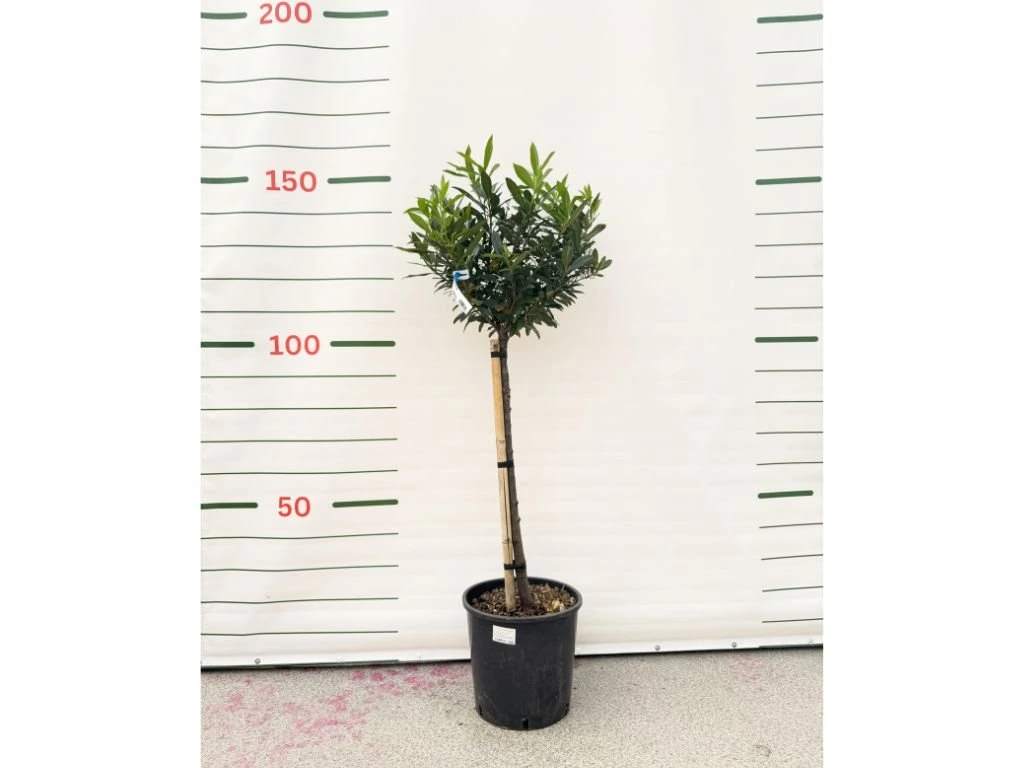 Vavřínovec lékařský Otto Luyken na 70–80 cm kmínku, výška 110–130 cm, květináč 18 l