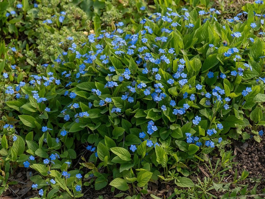 Pupkovec jarní, květináč 9 cm