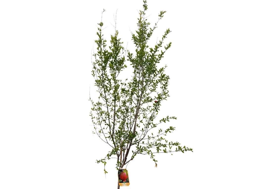 Granátovník punský Fina Tendral na 90–100 cm kmínku, výška 170–200 cm, květináč 6 l