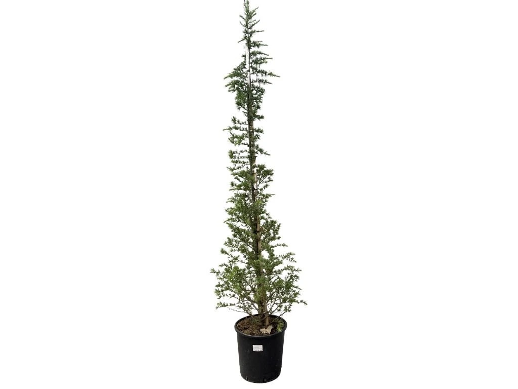 Cedr himálajský Bush Electra, výška 160–200 cm, květináč 25 l