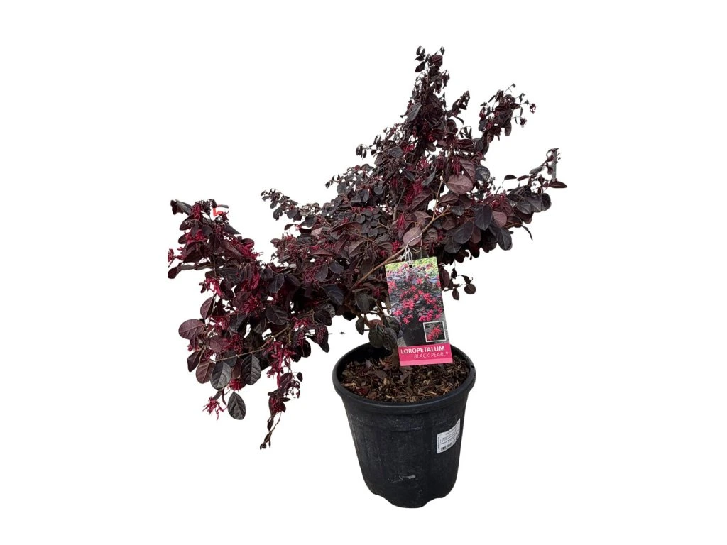 Vilín čínský Black Pearl, výška 30–50 cm, květináč 9 l