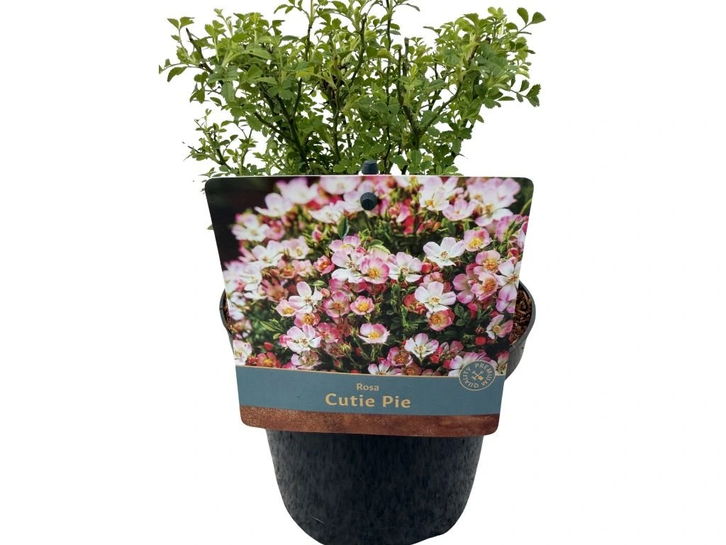 Minirůže Cutie Pie, výška 20–30 cm, květináč 17 cm